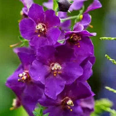 Коровяк ВИОЛЕТТА (вербаскум) в Минске