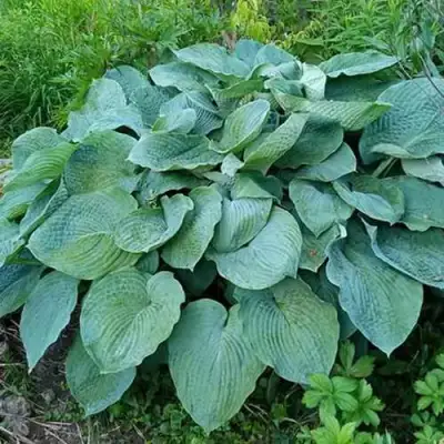 Хоста ЭЛЕГАНС Зибольда в Минске