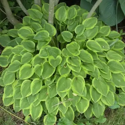 Хоста ГОЛДЕН ТИАРА в Минске