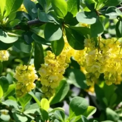 Барбарис ИНДИАН САММЕР  в Минске