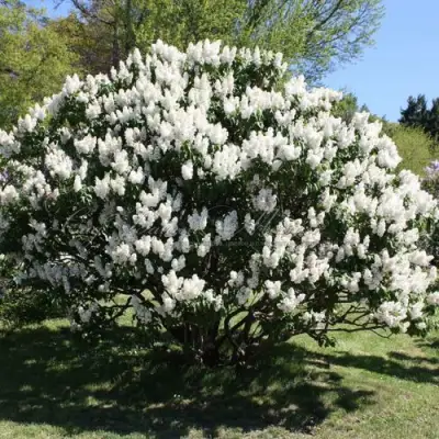 Сирень РОЧЕСТЕР в Минске