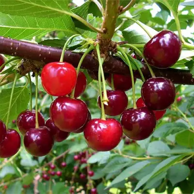 Вишня БРУСНИЦЫНА степная в Минске