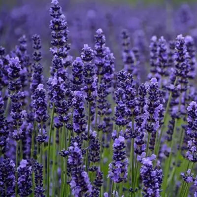 Лаванда МАНСТЕД узколистная в Минске