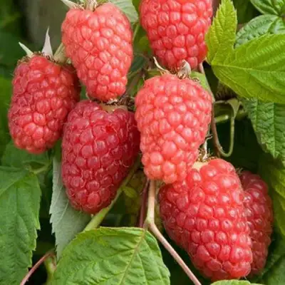 малина Каскад делайт