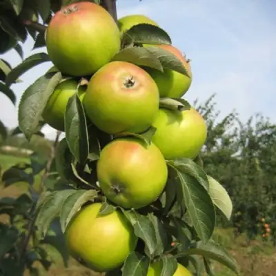 Яблоня ЛУКОМОР колонновидная в Минске