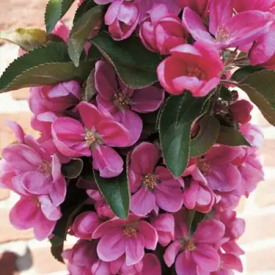 Яблоня ЗЕЛЁНЫЙ БУКЕТ декоративная в Минске