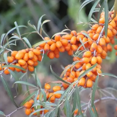 саженцы облепихи