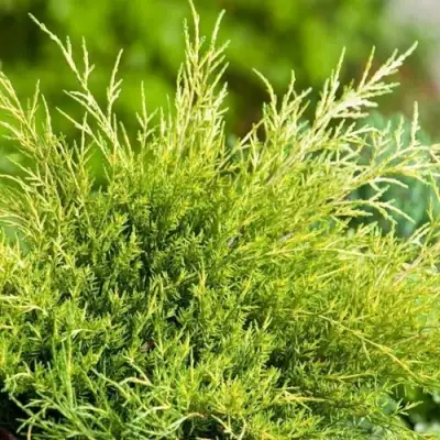 Можжевельник ОЛД ГОЛД средний в Минске