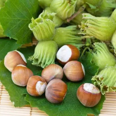 Фундук КРЕПКИЙ ОРЕШЕК в Минске