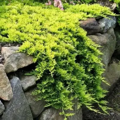 Можжевельник ГОЛДЕН КАРПЕТ горизонтальный  в Минске