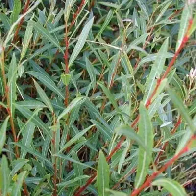 Ива НАНА пурпурная в Минске