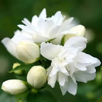 Жасмин ШНЕЕШТРУМ в Минске