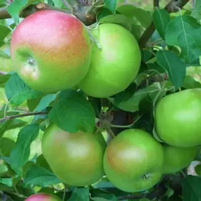 Яблоня НАВАВИТА в Минске