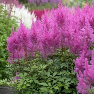 Астильба АМЕТИСТ Арендса в Минске