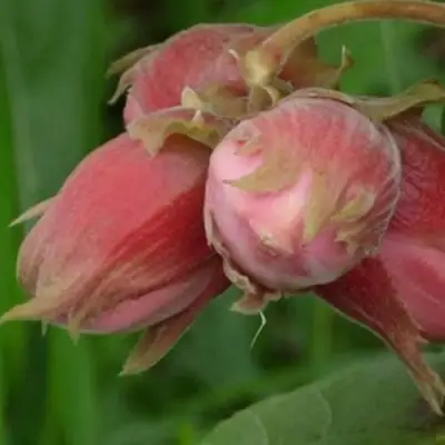 Фундук АКАДЕМИК ЯБЛОКОВ в Минске