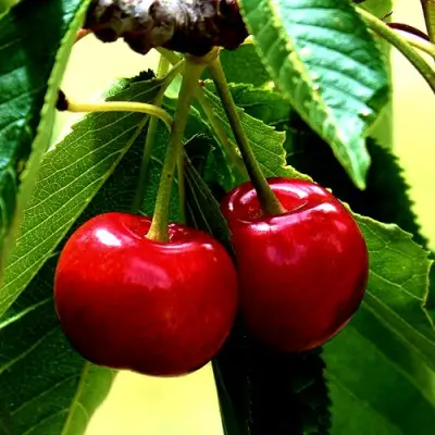 Вишня НИКА в Минске