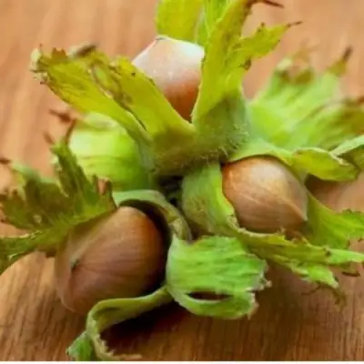 Фундук ГИГАНТ ТАМБОВСКИЙ в Минске