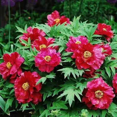 Пион КРАСНЫЙ ЛОТОС древовидный в Минске