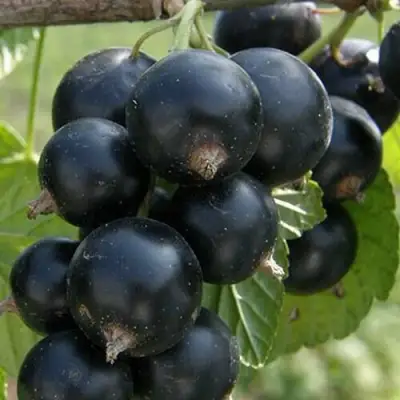 Смородина черная КЛУССОНОВСКАЯ в Минске