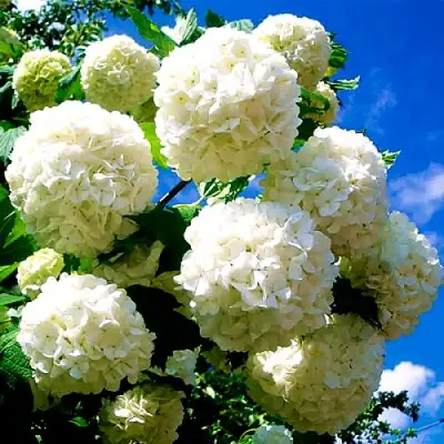 Калина БУЛЬДЕНЕЖ в Минске