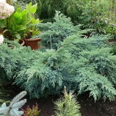 Можжевельник БЛЮ ШВЕД (СВИД) чешуйчатый в Минске