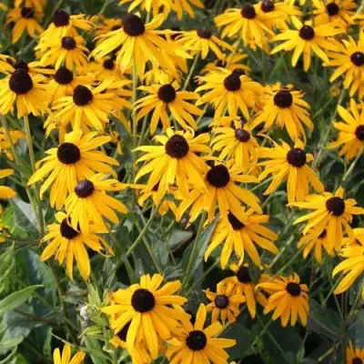 Рудбекия блестящая в Минске