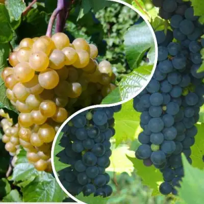 Комплект ИНЬ-ЯНЬ в Минске