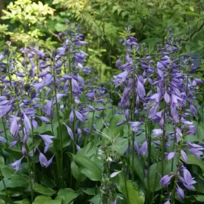 Хоста ГАРРИ ВАН ТРИЕР в Минске