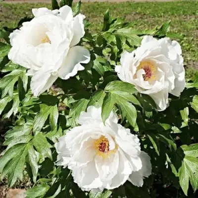 Пион ЛЕТНИЙ ДВОРЕЦ древовидный в Минске