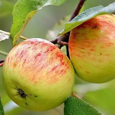 Яблоня РАНЕТКА (КОРОБОВКА) в Минске