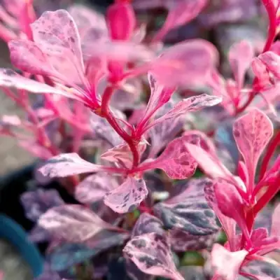 Барбарис РОУЗ ГЛОУ тунберга в Минске