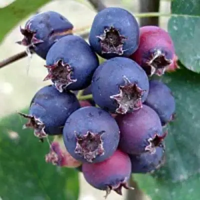 Ирга SLEYT в Минске