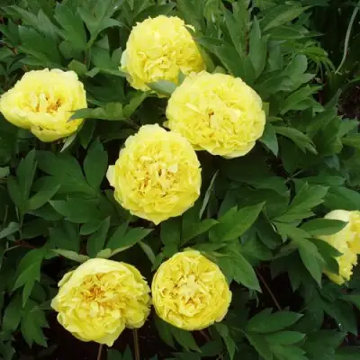 Пион ЗОЛОТАЯ КОРОНА древовидный в Минске