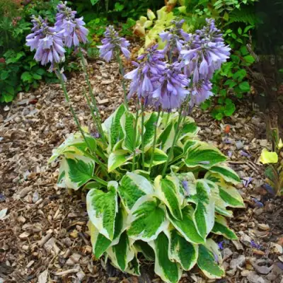 Хоста АУРЕОМАРГИНАТА в Минске