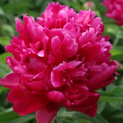 Пион ПЕСНЬ ВЕТРА травянистый в Минске