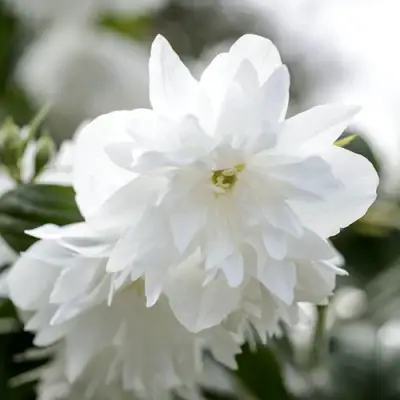 Жасмин МИНЕСОТА СНОУФЛЕЙК в Минске