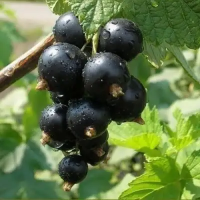 Смородина черная ПИГМЕЙ в Минске