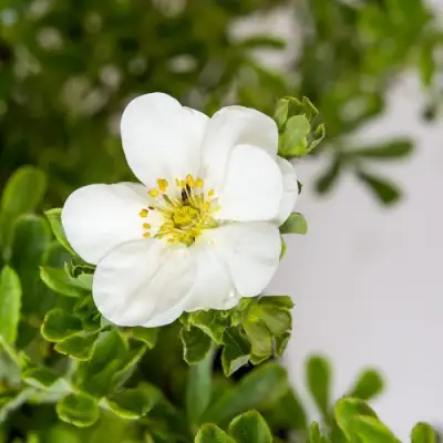 Лапчатка СНОУБЕРД кустарниковая в Минске