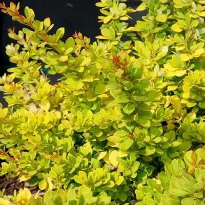 Барбарис СЕНСЕЙШЕН тунберга в Минске