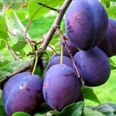 Слива ВЕНГЕРКА БЕЛОРУССКАЯ в Минске