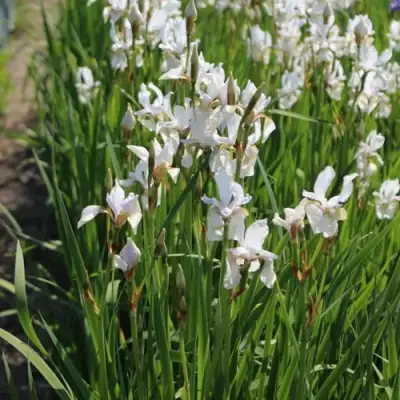 Ирис АЛЬБА сибирский в Минске