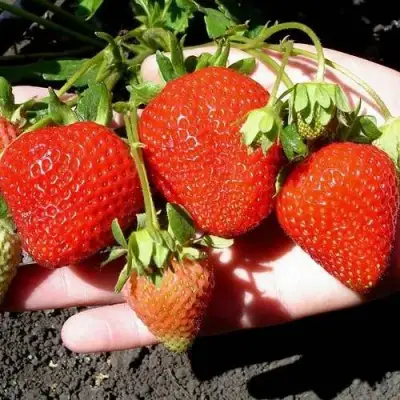 Клубника САН АНДРЕАС ремонтантная в Минске