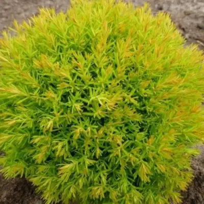 Туя АННИЕК западная в Минске