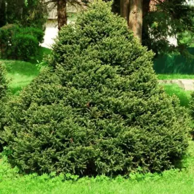 Ель ОЛЕНДОРФИ обыкновенная в Минске