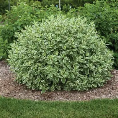 Саженцы дерена Элегантиссима