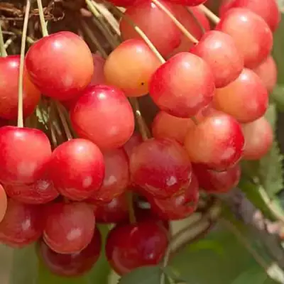 Черешня ЮЛИЯ в Минске