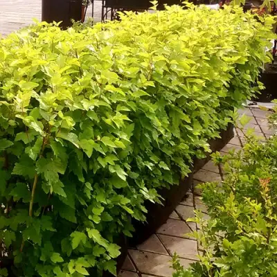 Комплект АНГЕЛ ГОЛД в Минске