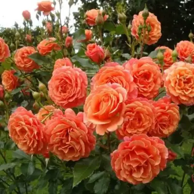 Роза БЕЛЬВЕДЕР шраб в Минске