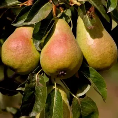 Груша РУССКАЯ КРАСАВИЦА (КРАСАВИЦА ЧЕРНЕНКО) в Минске