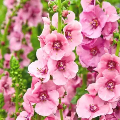 Коровяк ПИНК ДОМИНО гибридный (вербаскум) в Минске
